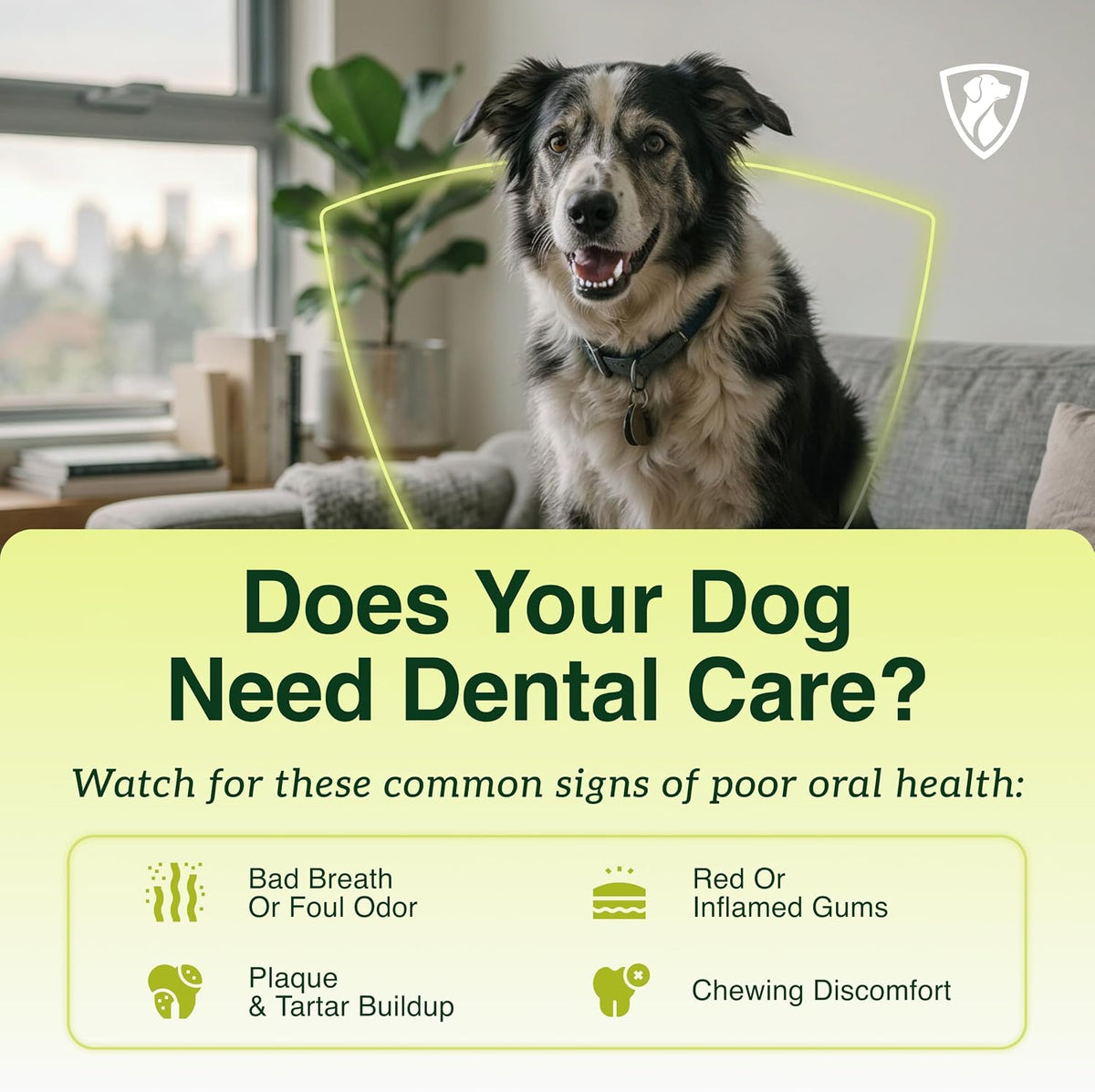 Signs your dog may need dental care