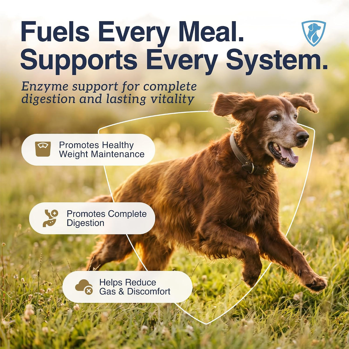 PRIMO Digestive: Multi-Enzyme