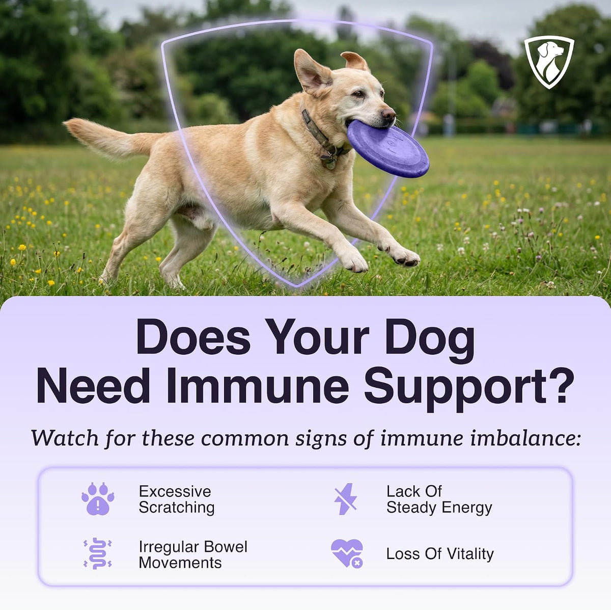 Signs your dog may need immune support