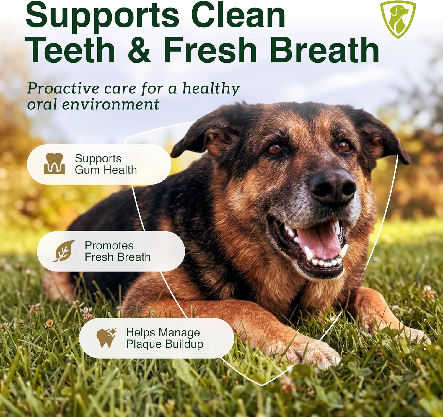 OPTIMA Dental: Oral Clean & Fresh